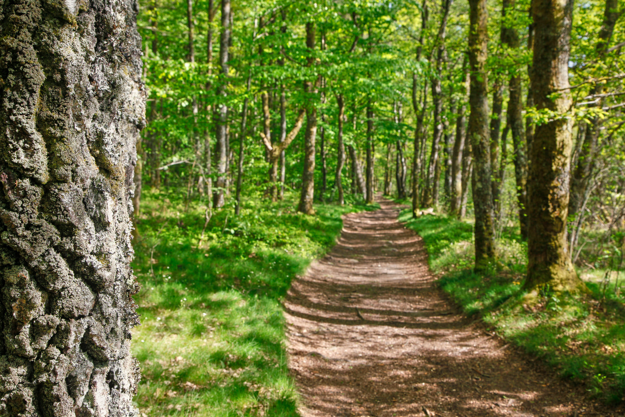 Sentier de randonnée en forêt à Ayer’s Cliff dans les Cantons-de-l’Est